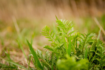 Beautiful background of green plants on the background of nature.
