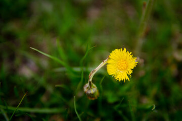 
Beautiful blooming of summer yellow flowers, rebirth of nature, background, macro photography of flowers. Beautiful bright summer flowers dandelions, nature background.