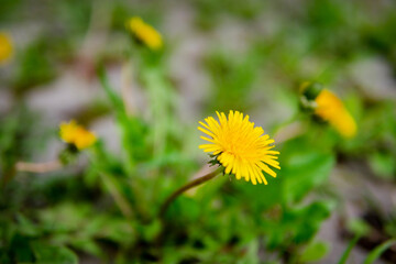 
Beautiful blooming of summer yellow flowers, rebirth of nature, background, macro photography of flowers. Beautiful bright summer flowers dandelions, nature background.