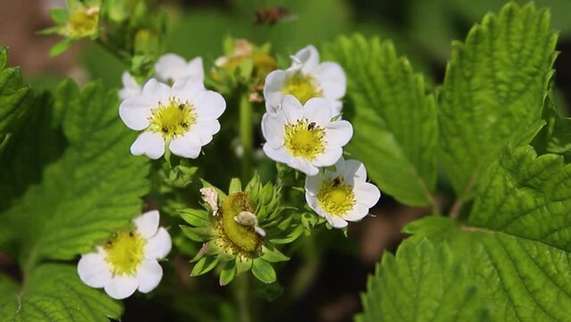 Strawberry patch on an organic farm on a sunny day.Blooming strawberries grow in a flower bed in spring. Summer white strawberry flowers.Bees pollinate flowers.