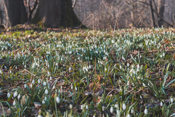 Obraz premium field of snowdrops bathed in the western sun growing in a deciduous forest and beautifying the day. A flower that awakens love in families with children and awakens nature