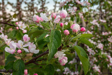 kwitnąca jabłoń wczesną wiosną