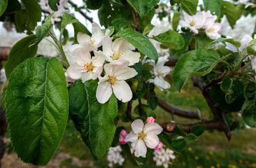 kwitnąca jabłoń wczesną wiosną - obrazy, fototapety, plakaty