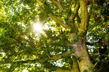 Fototapeta premium Low angle scenic view of sunlight streaming through lush tree growing in park