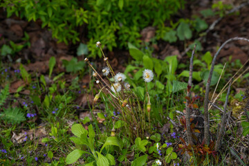 Forest in Bavaria in spring, everything in wood blooms and awakens to new life 