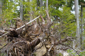Forest in Bavaria in spring, everything in wood blooms and awakens to new life 