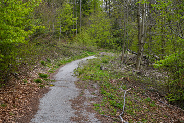 Forest in Bavaria in spring, everything in wood blooms and awakens to new life 