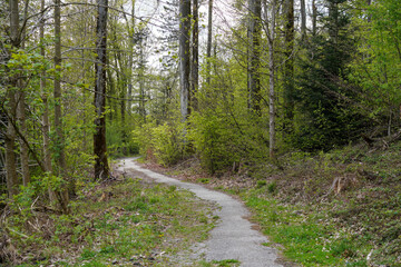 Forest in Bavaria in spring, everything in wood blooms and awakens to new life 