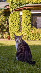 cat in the garden