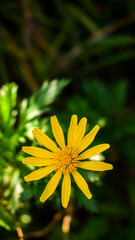yellow flower