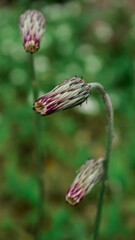 bee on a flower