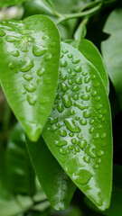 water drops on leaf
