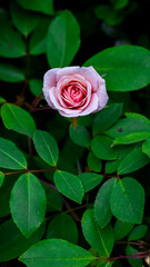 red rose in the garden