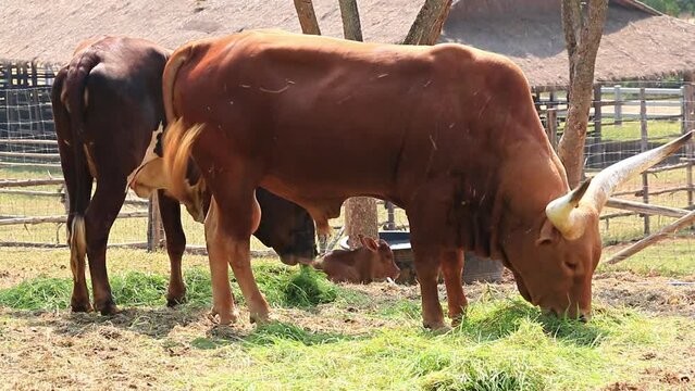 Watusi Cattle Herd (Ankole-Watusi) Eating Grass In Livestock Farm