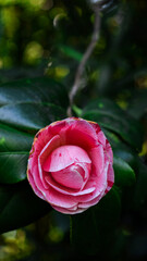 red rose with water drops