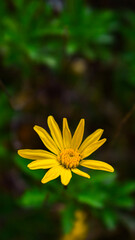 yellow flower