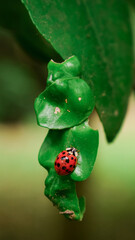 ladybug on leaf