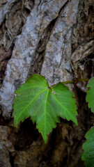 leaf on a tree
