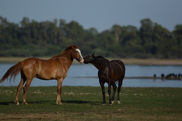 Fototapeta premium Animal love