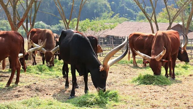 Watusi Cattle Herd (Ankole-Watusi) Eating Grass In Livestock Farm