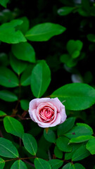 pink rose in water