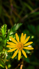 yellow flower in the garden