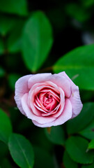 pink rose