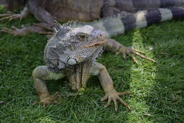 Iguanas on Seminario Park (Iguanas Park) and Metropolitan Cathedral - Guayaquil
