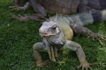 Iguanas on Seminario Park (Iguanas Park) and Metropolitan Cathedral - Guayaquil