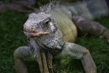Iguanas on Seminario Park (Iguanas Park) and Metropolitan Cathedral - Guayaquil