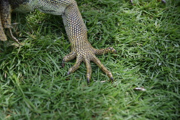 Iguanas on Seminario Park (Iguanas Park) and Metropolitan Cathedral - Guayaquil