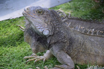 Fototapeta premium Iguanas on Seminario Park (Iguanas Park) and Metropolitan Cathedral - Guayaquil