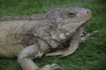 Iguanas on Seminario Park (Iguanas Park) and Metropolitan Cathedral - Guayaquil