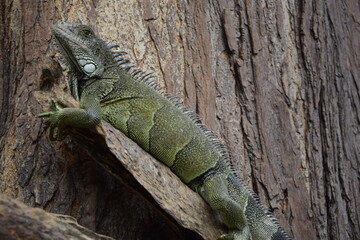 Iguanas on Seminario Park (Iguanas Park) and Metropolitan Cathedral - Guayaquil