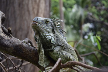 Iguanas on Seminario Park (Iguanas Park) and Metropolitan Cathedral - Guayaquil