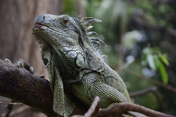 Iguanas on Seminario Park (Iguanas Park) and Metropolitan Cathedral - Guayaquil