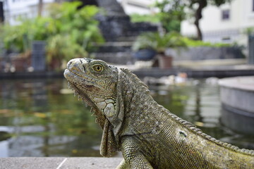 Iguanas on Seminario Park (Iguanas Park) and Metropolitan Cathedral - Guayaquil