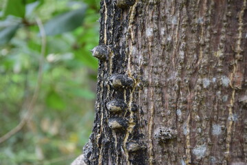 Bark texture close up of tree background. Tree bark close-up in a historical park. Guayaquil