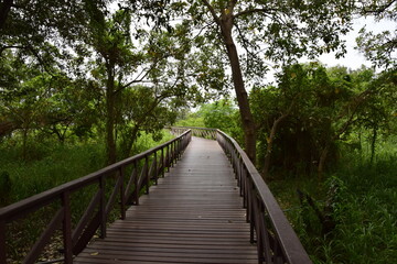 Elevated wooden path that runs through a park of plants. Guayaquil