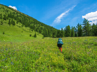 Summer alpine trekking, climbing through a green meadow with various grasses through a high-altitude coniferous forest. Solo trekking with a large backpack.