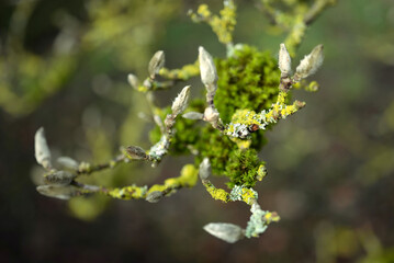 Lichen et bourgeons