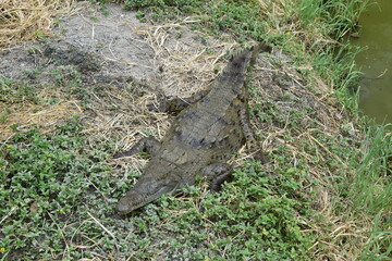 Naklejka na ściany i meble Crocodile in the grass on park of plants. . Guayaquil, Ecuador