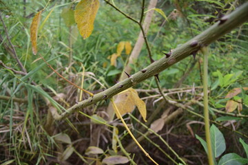 Vegetation in the historical park. Guayaquil, Ecuador