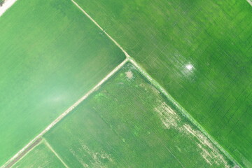 Green rice Fileds aerial view Thailand countryside