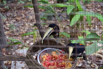 A bird with a large beak is eaten from a bowl, in the historic Park of Guayaquil, Ecuador