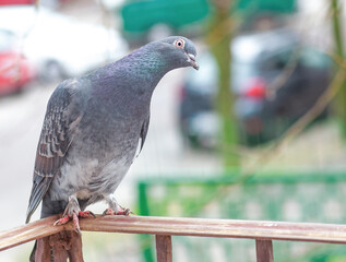 Funny silly grey pigeon with head cocked standing on balcony. Surprised and shocked domestic bird looking