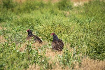Two Turkey vulture (Cathartes aura) sitting on the ground in dry grass.