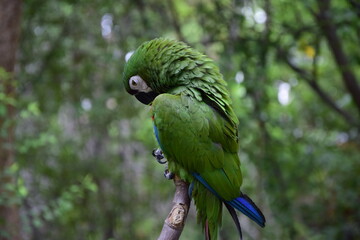 Green macaws, located in the historical park on the outskirts of Guayaquil, beautiful birds.
