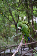 Green macaws, located in the historical park on the outskirts of Guayaquil, beautiful birds.
