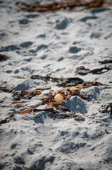 Kelp at white sand beach in California